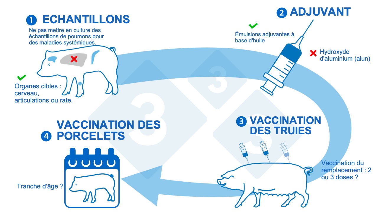 Les risques potentiels des vaccins à ARNm auto-amplifiants chez les animaux d’élevage